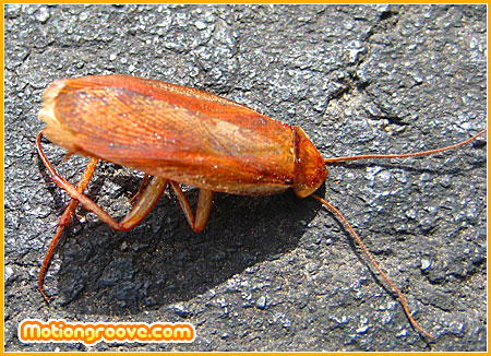 dead-beetle-bug