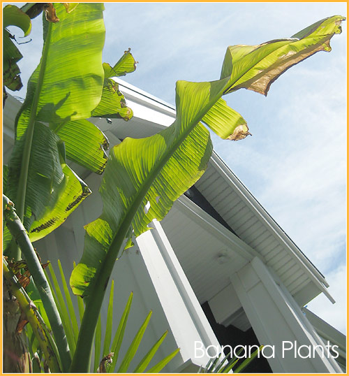 shot of banana plants in my front yard east van