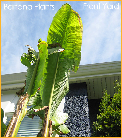 shot of banana plants in my front yard east van