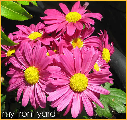 shot of flowers in my front yard east van