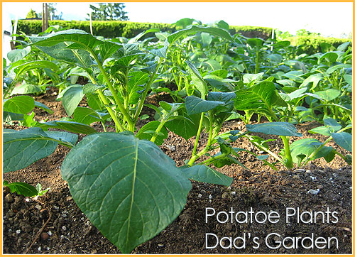 close up of potatoe plants in Burnaby