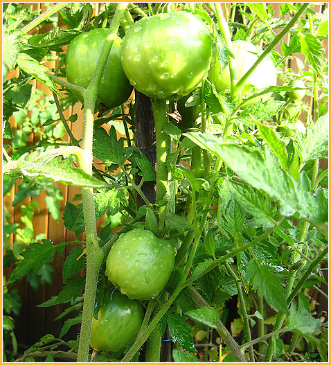 Green tomatoes in my backyard East Van