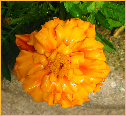 Orange flower - East Vancouver
