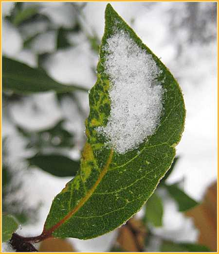 leaf-in-snow1