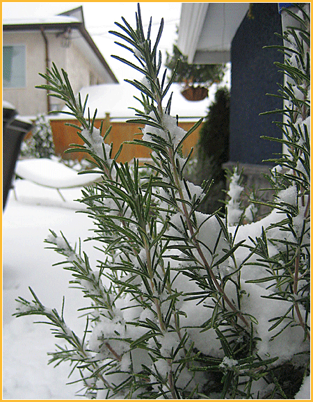 rosemary-shrub